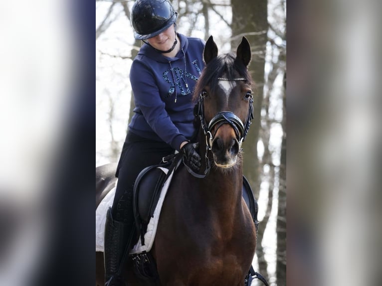 Más ponis/caballos pequeños Yegua 14 años 147 cm Castaño oscuro in Nettersheim