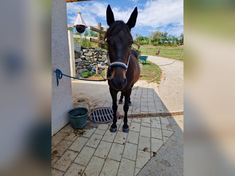 Más ponis/caballos pequeños Mestizo Yegua 14 años 150 cm Negro in Berg