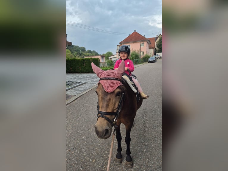 Más ponis/caballos pequeños Yegua 15 años 123 cm Castaño in Elztal