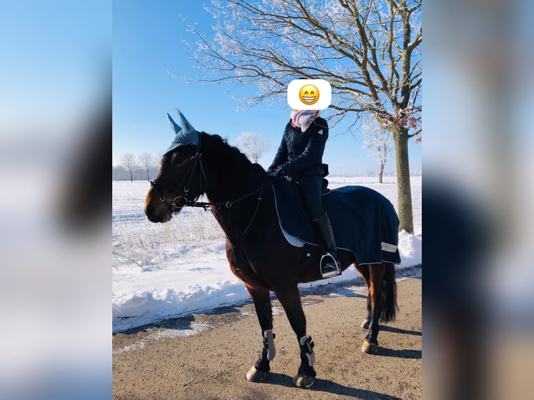 Más ponis/caballos pequeños Yegua 15 años 134 cm Castaño oscuro in Etingen
