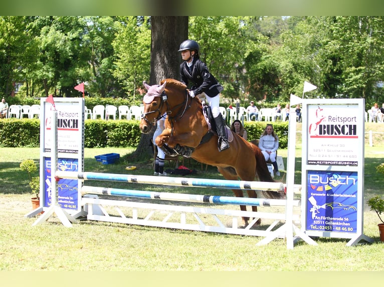 Más ponis/caballos pequeños Yegua 15 años 137 cm Alazán in Erkelenz