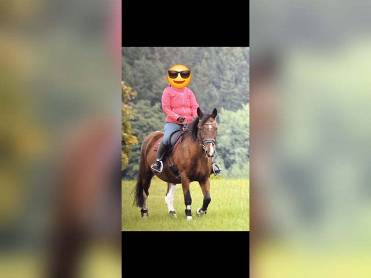 Más ponis/caballos pequeños Mestizo Yegua 15 años 149 cm Tobiano-todas las-capas in Marienberg