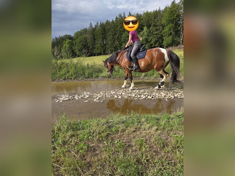 Más ponis/caballos pequeños Mestizo Yegua 15 años 149 cm Tobiano-todas las-capas in Marienberg