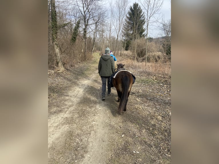 Más ponis/caballos pequeños Yegua 16 años 115 cm Castaño in Hadersw&#xF6;rth