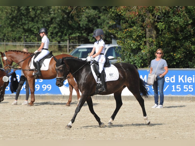 Más ponis/caballos pequeños Yegua 16 años 148 cm Castaño oscuro in Meppen