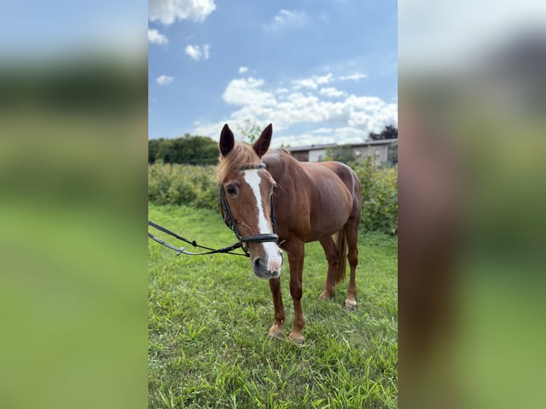 Más ponis/caballos pequeños Yegua 16 años 150 cm Alazán in Marbach am Neckar
