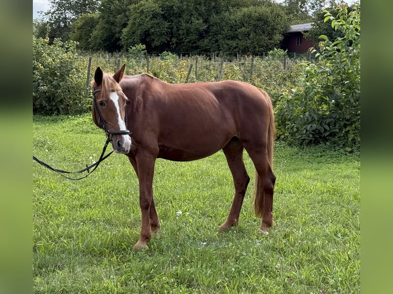 Más ponis/caballos pequeños Yegua 16 años 150 cm Alazán in Marbach am Neckar