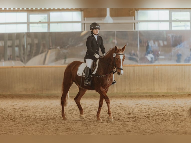 Más ponis/caballos pequeños Yegua 16 años 150 cm Alazán in Marbach am Neckar