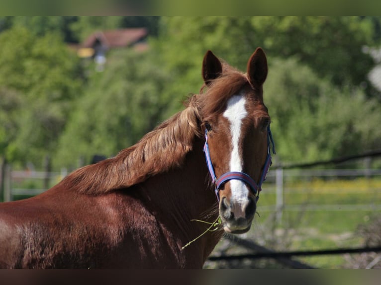 Más ponis/caballos pequeños Yegua 16 años 150 cm Alazán in Marbach am Neckar