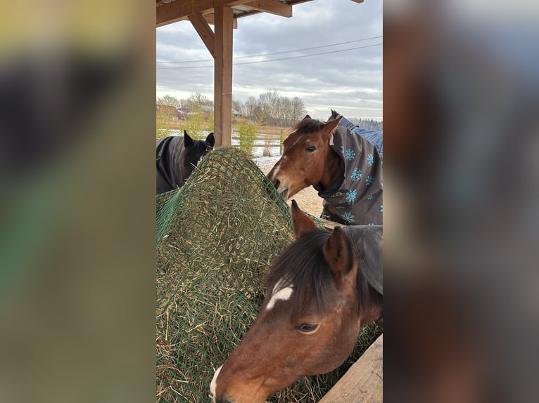 Más ponis/caballos pequeños Mestizo Yegua 16 años 150 cm Castaño rojizo in Königsbrunn