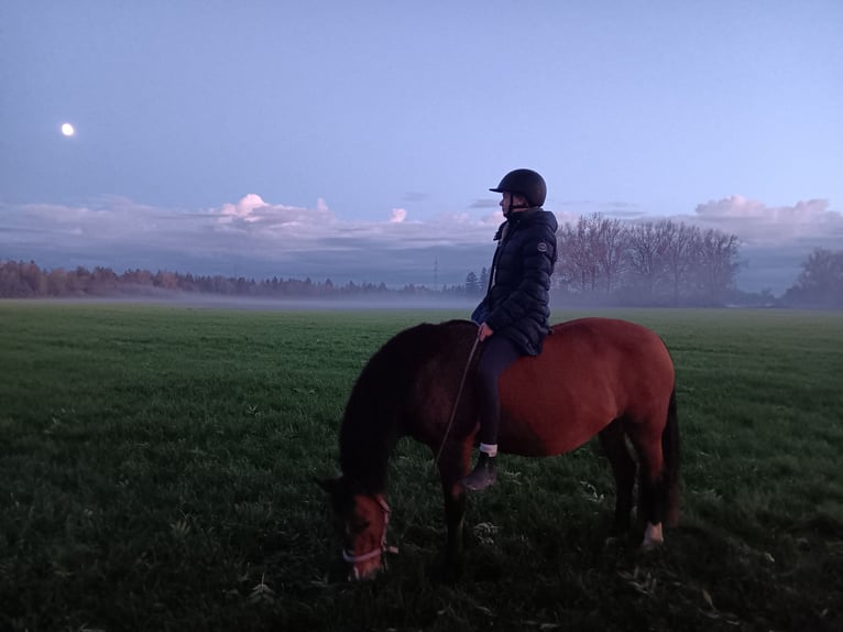 Más ponis/caballos pequeños Mestizo Yegua 16 años 150 cm Castaño rojizo in Königsbrunn