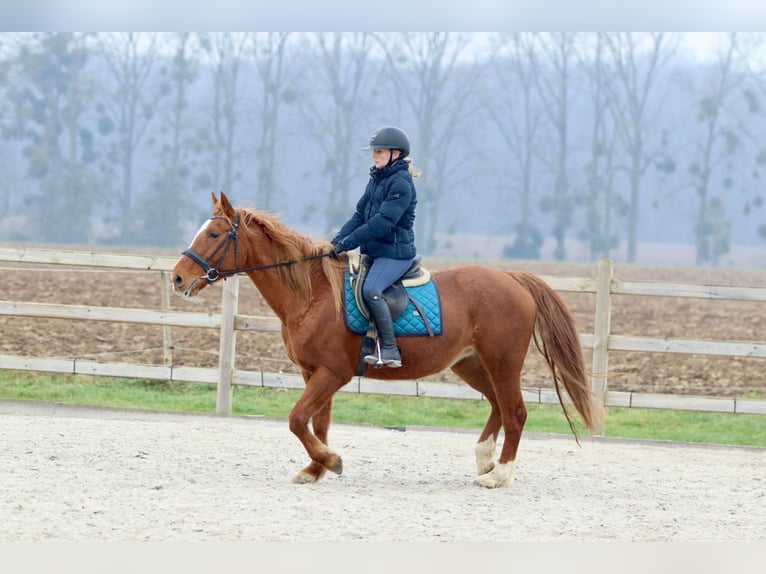 Más ponis/caballos pequeños Yegua 16 años 153 cm Alazán-tostado in Pepingen