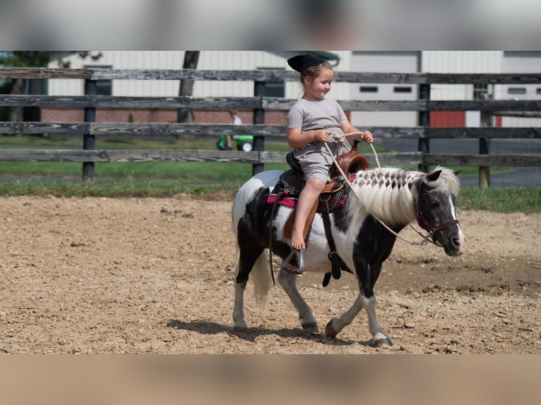 Más ponis/caballos pequeños Yegua 16 años 91 cm Pío in Fredericksburg