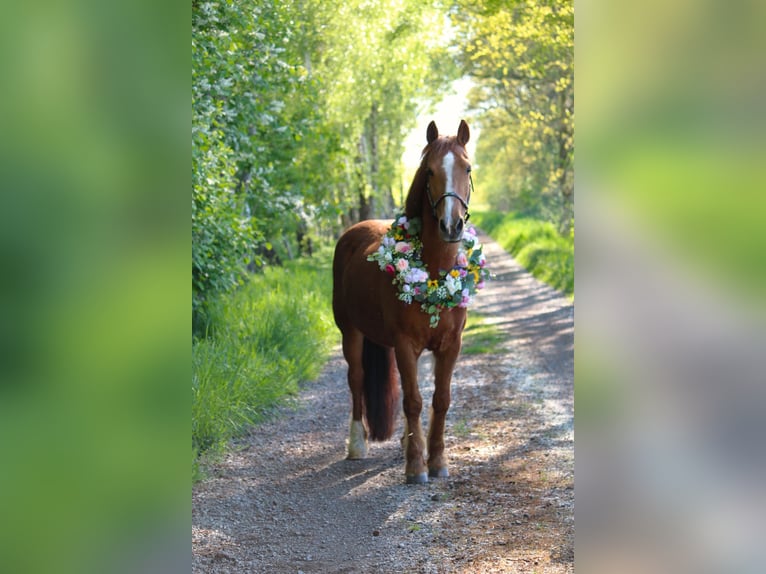 Más ponis/caballos pequeños Mestizo Yegua 17 años 134 cm Alazán in Bakum Más ponis/caballos pequeños Mestizo Yegua 17 años 134 cm Alazán in Bakum