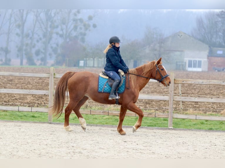 Más ponis/caballos pequeños Yegua 17 años 153 cm Alazán rojizo in Bogaarden
