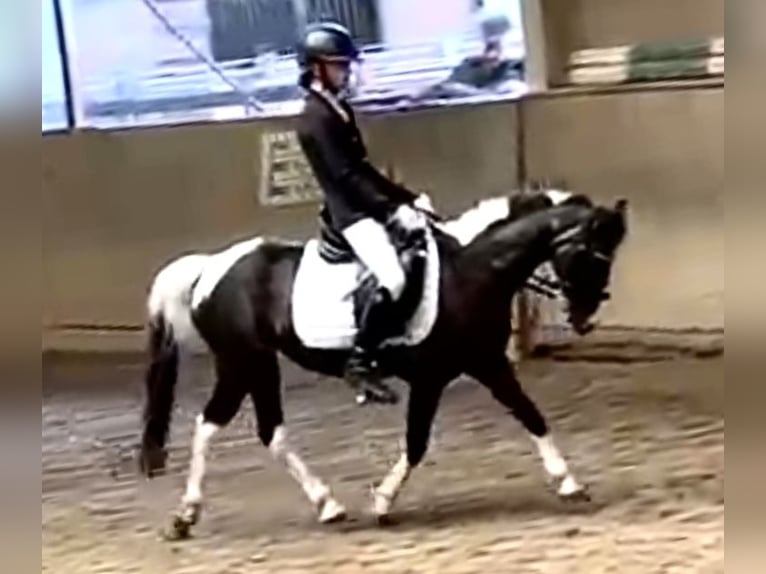 Más ponis/caballos pequeños Yegua 18 años 120 cm Pío in Wien, Leopoldstadt