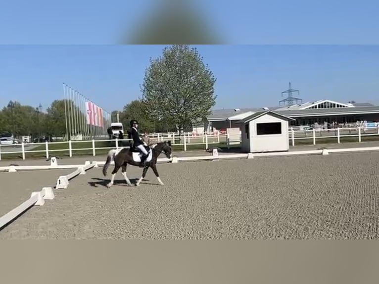 Más ponis/caballos pequeños Yegua 18 años 120 cm Pío in Wien, Leopoldstadt