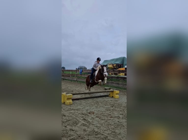 Más ponis/caballos pequeños Yegua 18 años 125 cm Overo-todas las-capas in Brunehaut