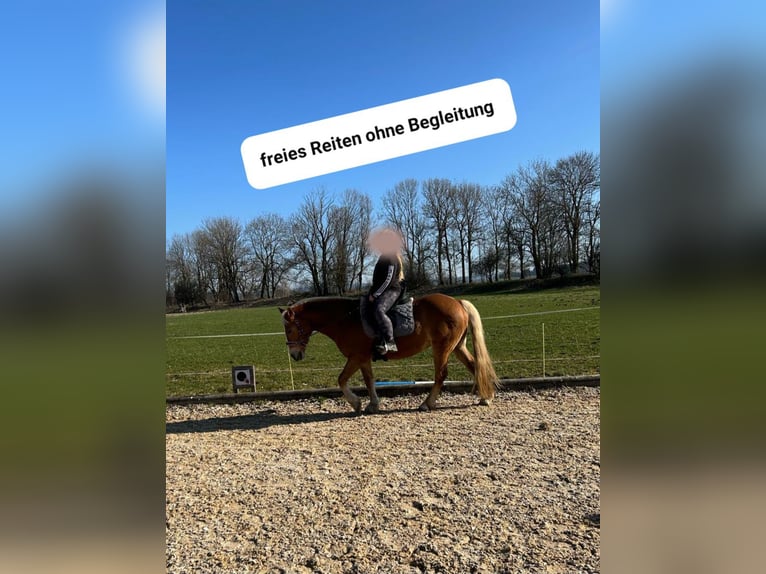 Más ponis/caballos pequeños Mestizo Yegua 18 años 140 cm Alazán in Leutkirch im Allgäu