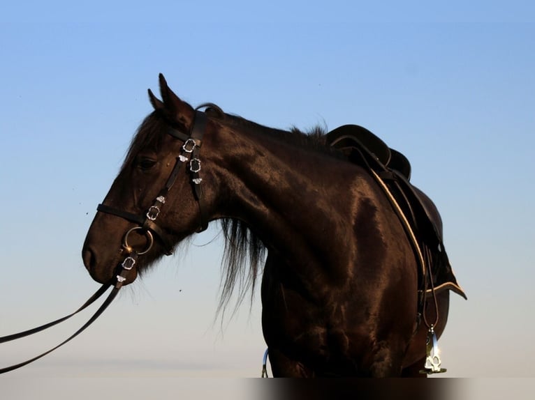 Más ponis/caballos pequeños Yegua 18 años 147 cm Negro in Ennepetal