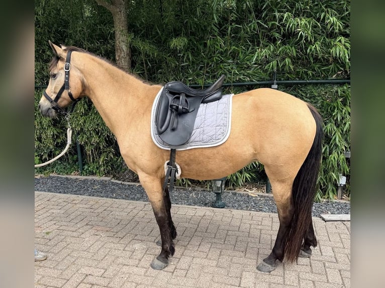 Más ponis/caballos pequeños Yegua 18 años 148 cm Buckskin/Bayo in Zwaag