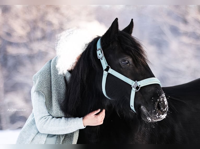 Más ponis/caballos pequeños Yegua 19 años 147 cm Negro in Ennepetal