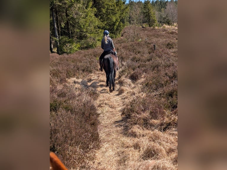 Más ponis/caballos pequeños Yegua 19 años 155 cm Castaño oscuro in Handewitt