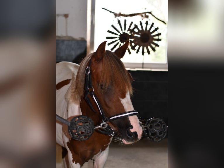 Más ponis/caballos pequeños Yegua 1 año 127 cm Pío in Geilenkirchen