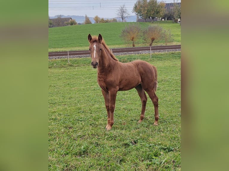 Más ponis/caballos pequeños Yegua 1 año Alazán-tostado in St. Erhard