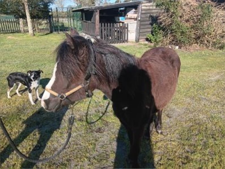 Más ponis/caballos pequeños Yegua 1 año Morcillo in Sainte-Eulalie-en-Born