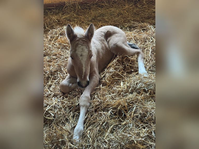 Más ponis/caballos pequeños Yegua 1 año Palomino in Thandorf