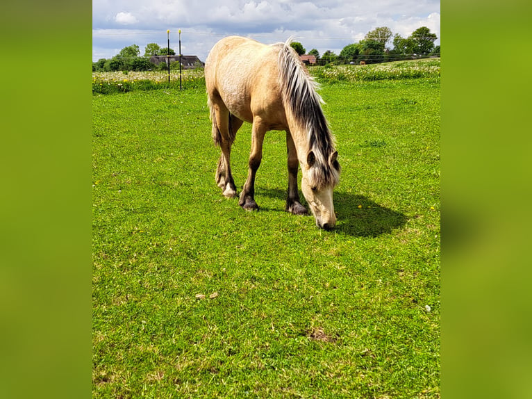 Más ponis/caballos pequeños Yegua 1 año Palomino in Thandorf
