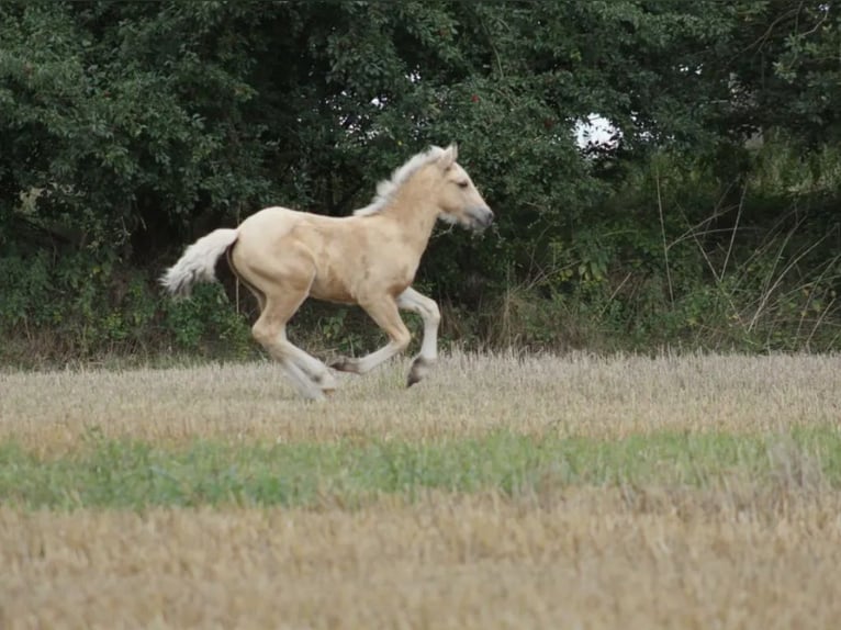 Más ponis/caballos pequeños Yegua 1 año Palomino in Thandorf