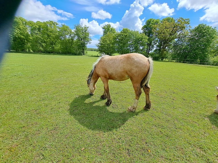 Más ponis/caballos pequeños Yegua 1 año Palomino in Thandorf