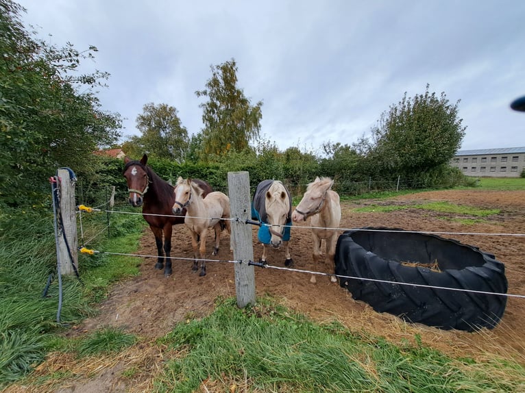 Más ponis/caballos pequeños Yegua 1 año Palomino in Thandorf