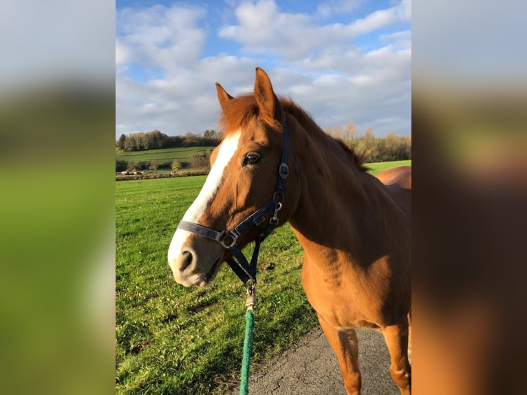 Más ponis/caballos pequeños Yegua 23 años 150 cm Alazán in Warburg