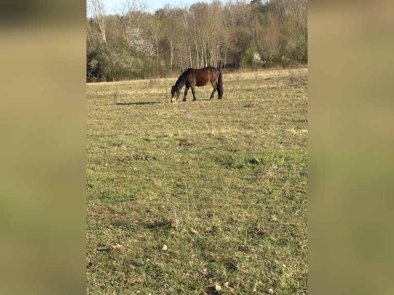 Más ponis/caballos pequeños Yegua 2 años 135 cm Castaño in Fougerolles