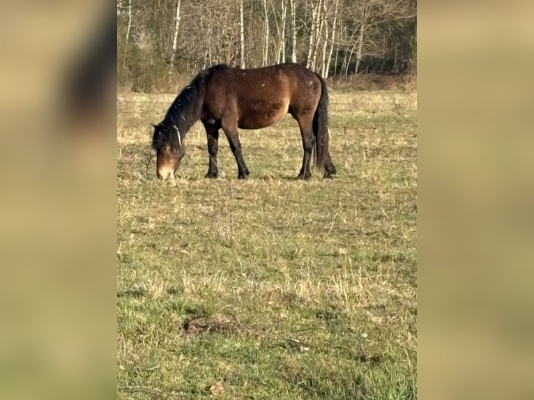 Más ponis/caballos pequeños Yegua 2 años 135 cm Castaño in Fougerolles