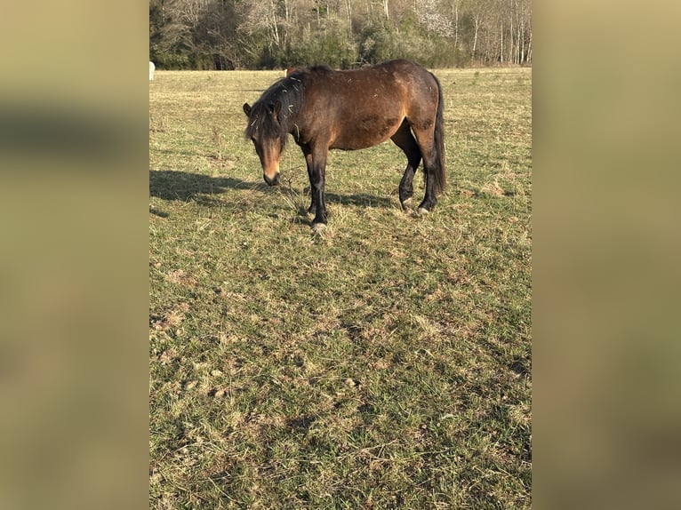 Más ponis/caballos pequeños Yegua 2 años 135 cm Castaño in Fougerolles