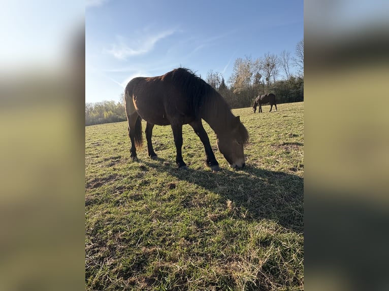 Más ponis/caballos pequeños Yegua 2 años 135 cm Castaño in Fougerolles