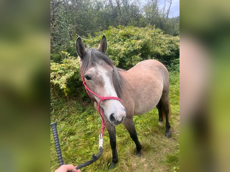 Más ponis/caballos pequeños Yegua 2 años 140 cm Bayo in Walmenroth