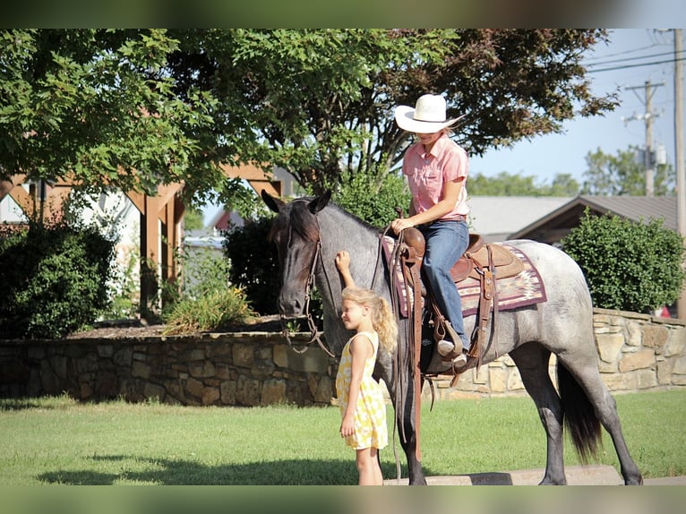 Más ponis/caballos pequeños Mestizo Yegua 2 años 142 cm Ruano azulado in Purdy