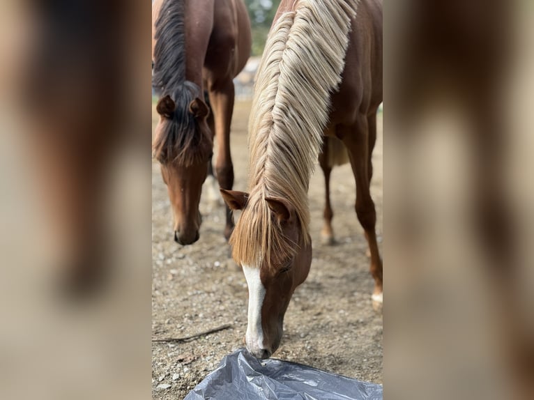 Más ponis/caballos pequeños Yegua 2 años 146 cm Alazán in Göllersdorf
