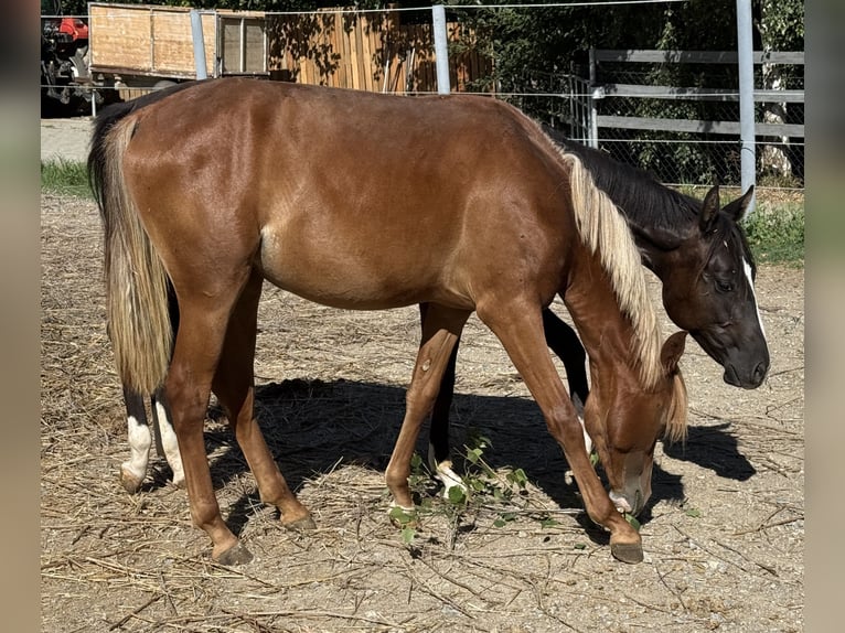 Más ponis/caballos pequeños Yegua 2 años 146 cm Alazán in Göllersdorf