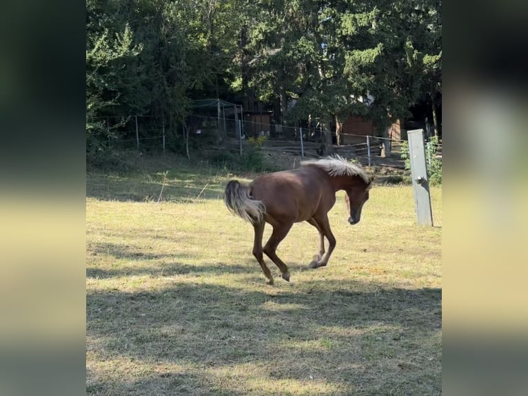 Más ponis/caballos pequeños Yegua 2 años 146 cm Alazán in Göllersdorf