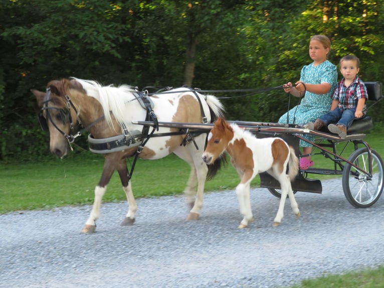 Más ponis/caballos pequeños Yegua 2 años 97 cm Pío in Shippensburg
