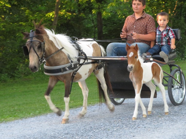 Más ponis/caballos pequeños Yegua 2 años 97 cm Pío in Shippensburg