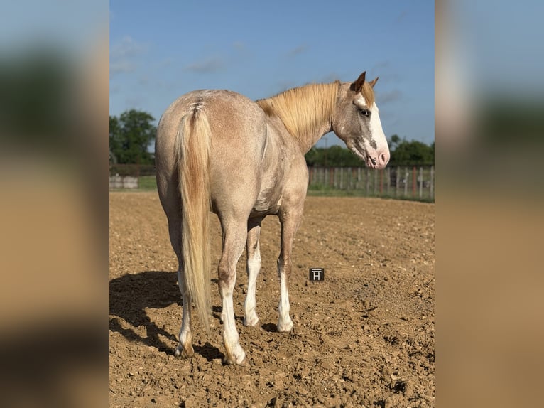Más ponis/caballos pequeños Yegua 3 años 132 cm Ruano alazán in Weatherford