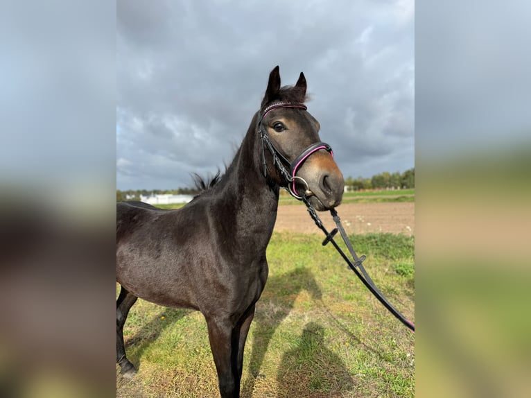 Más ponis/caballos pequeños Mestizo Yegua 3 años 135 cm Castaño oscuro in Wolsztyn