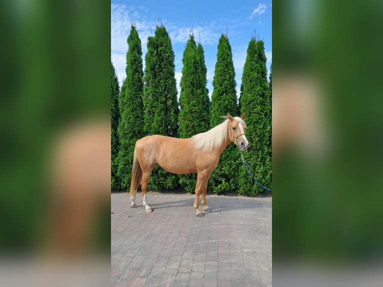 Más ponis/caballos pequeños Mestizo Yegua 3 años 140 cm Palomino in Sulów Más ponis/caballos pequeños Mestizo Yegua 3 años 140 cm Palomino in Sulów
